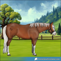Horse Color:Silver Bay Splash 