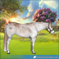 Horse Color:White Spotted Chestnut Rabicano 