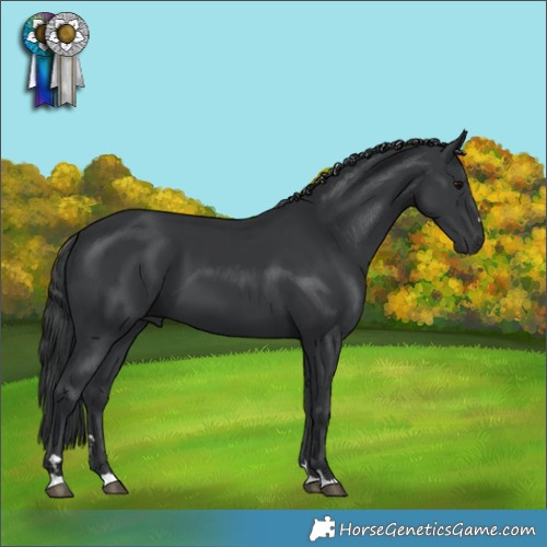 Horse Color:Black 