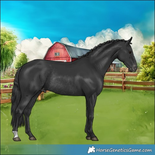 Horse Color:Black Appaloosa Rabicano 