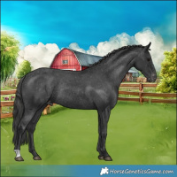 Horse Color:Black Appaloosa Rabicano 