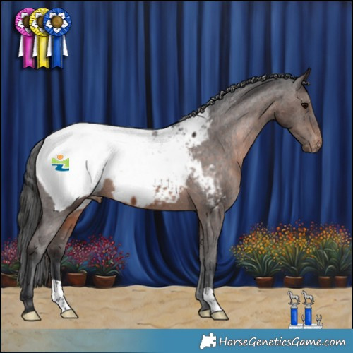 Horse Color:Brown Appaloosa 