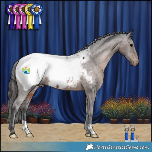 Horse Color:Brown Appaloosa 