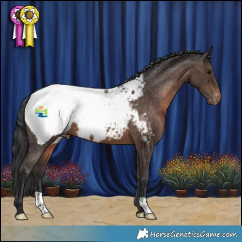 Horse Color:Brown Appaloosa