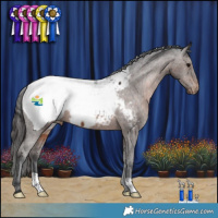 Horse Color:Brown Appaloosa