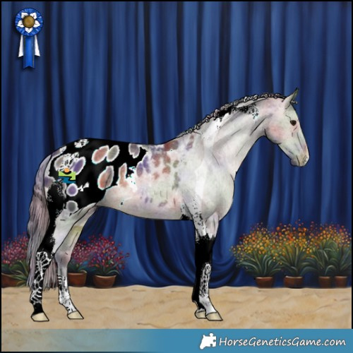 Horse Color:Nacre Brown Dun Tobiano Appaloosa 