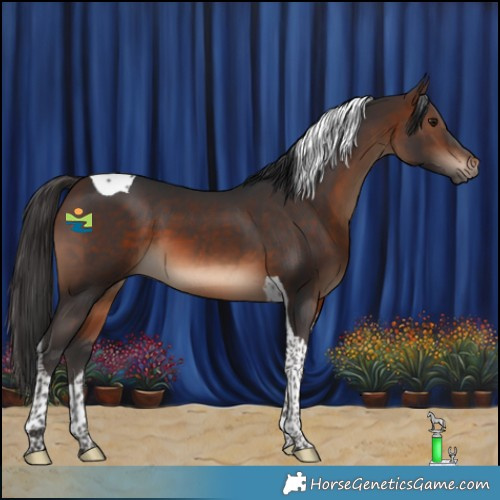 Horse Color:Brown Tobiano 