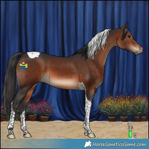 Horse Color:Brown Tobiano 