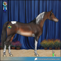 Horse Color:Brown Tobiano