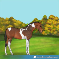 Horse Color:Bay Tobiano