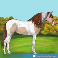 Horse Color:Red Dun Tobiano