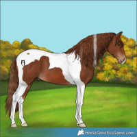 Horse Color:Chestnut Tobiano 