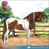 Horse Color:Chestnut Tobiano 