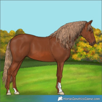 Horse Color:Chestnut 