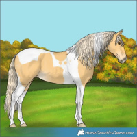 Horse Color:Palomino Dun Tobiano 
