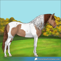 Horse Color:Red Dun Tobiano
