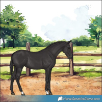 Horse Color:Smoky Black