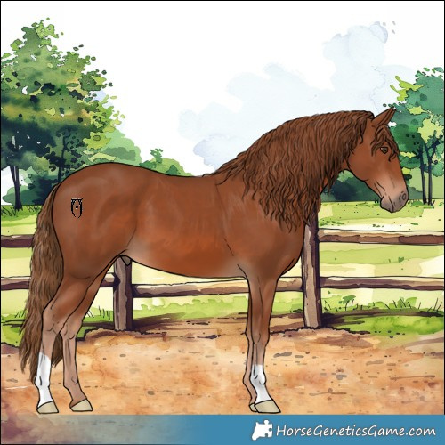 Horse Color:Chestnut 