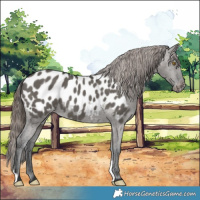 Horse Color:Grullo Near Leopard