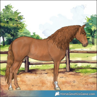 Horse Color:Chestnut Rabicano