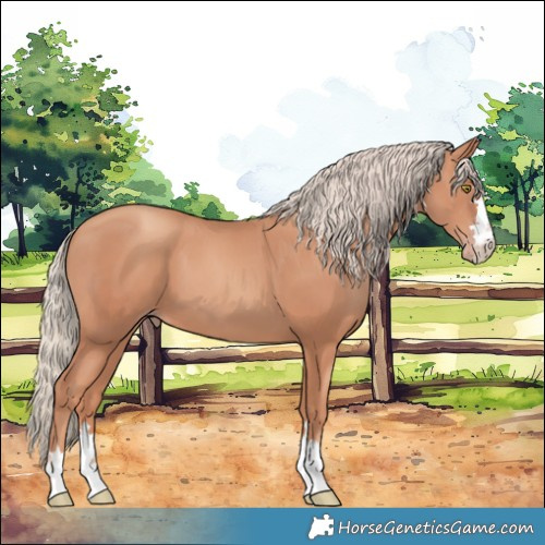 Horse Color:Gold Champagne 