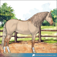 Horse Color:Red Dun Rabicano