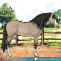Horse Color:Brown Dun Rabicano 