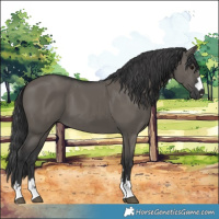Horse Color:Grullo