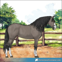 Horse Color:Grullo 