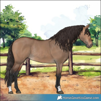 Horse Color:Bay Dun Rabicano 