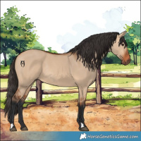Horse Color:Bay Dun Rabicano 