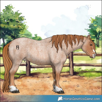 Horse Color:Red Roan 