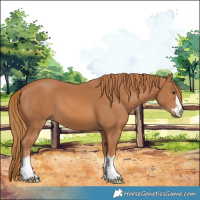 Horse Color:Chestnut 