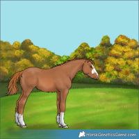 Horse Color:Chestnut 
