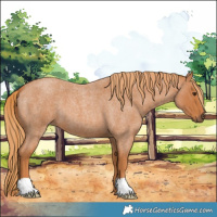Horse Color:Red Roan 