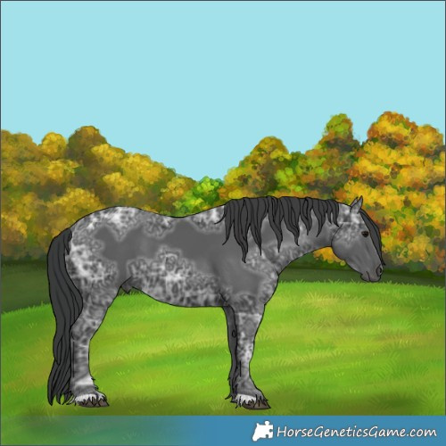 Horse Color:Black Ice 