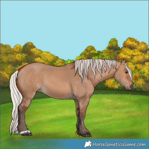 Horse Color:Silver Bay Dun 