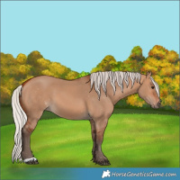 Horse Color:Silver Bay Dun