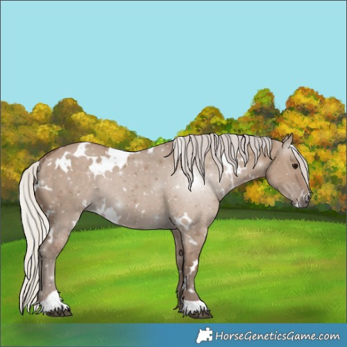 Horse Color:White Spotted Silver Grullo Rabicano 