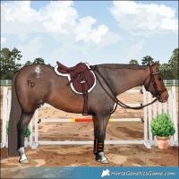 Horse Color:Bay Varnish 
