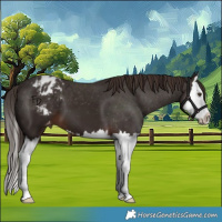 Horse Color:Liver Chestnut Splash Appaloosa 