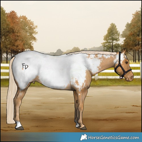 Horse Color:Palomino Appaloosa 