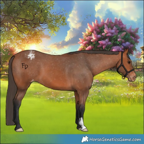 Horse Color:Bay Appaloosa 