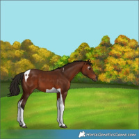 Horse Color:Gray Bay Tobiano 