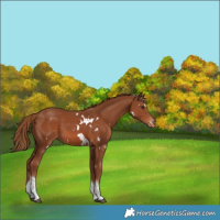 Horse Color:White Spotted Chestnut Tobiano Appaloosa