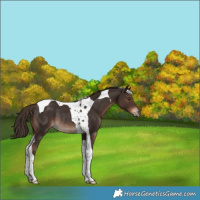 Horse Color:Liver Chestnut Tobiano Rabicano 