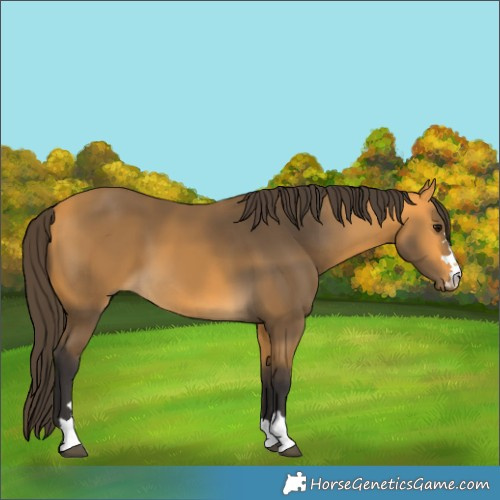 Horse Color:Buckskin 