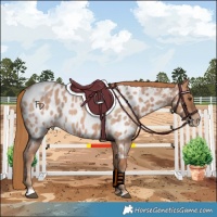 Horse Color:Red Roan Near Leopard 