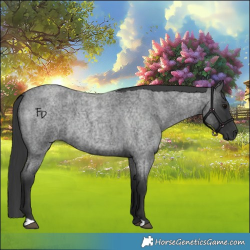 Horse Color:Blue Roan 