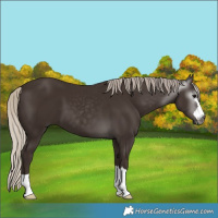 Horse Color:Gray Silver Black 